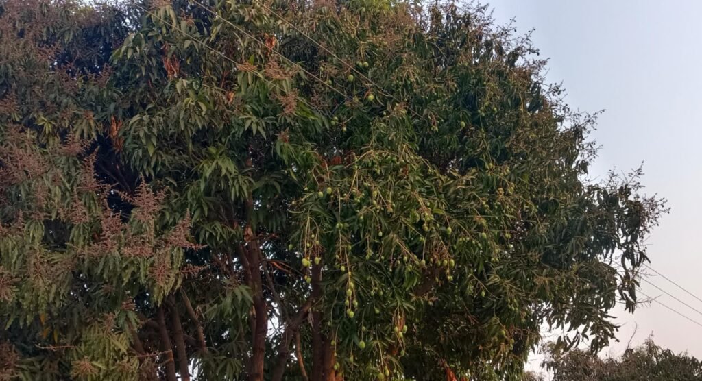 बदलत्या हवामानाचा होतोय आंब्याच्या मोहोरावर परिणाम; गावरान सह कलमी आंब्याच्या उत्पादनात घट होण्याचा अंदाज !! img 20260215 wa0328