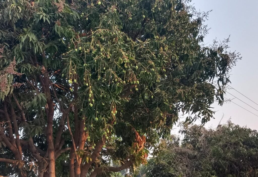 बदलत्या हवामानाचा होतोय आंब्याच्या मोहोरावर परिणाम; गावरान सह कलमी आंब्याच्या उत्पादनात घट होण्याचा अंदाज !! img 20260215 wa0329