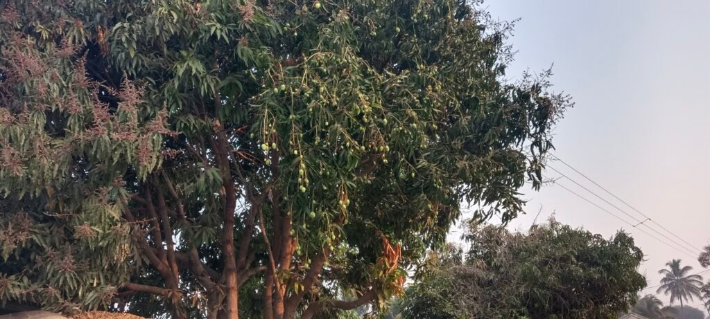 बदलत्या हवामानाचा होतोय आंब्याच्या मोहोरावर परिणाम; गावरान सह कलमी आंब्याच्या उत्पादनात घट होण्याचा अंदाज !! img 20260214 074912