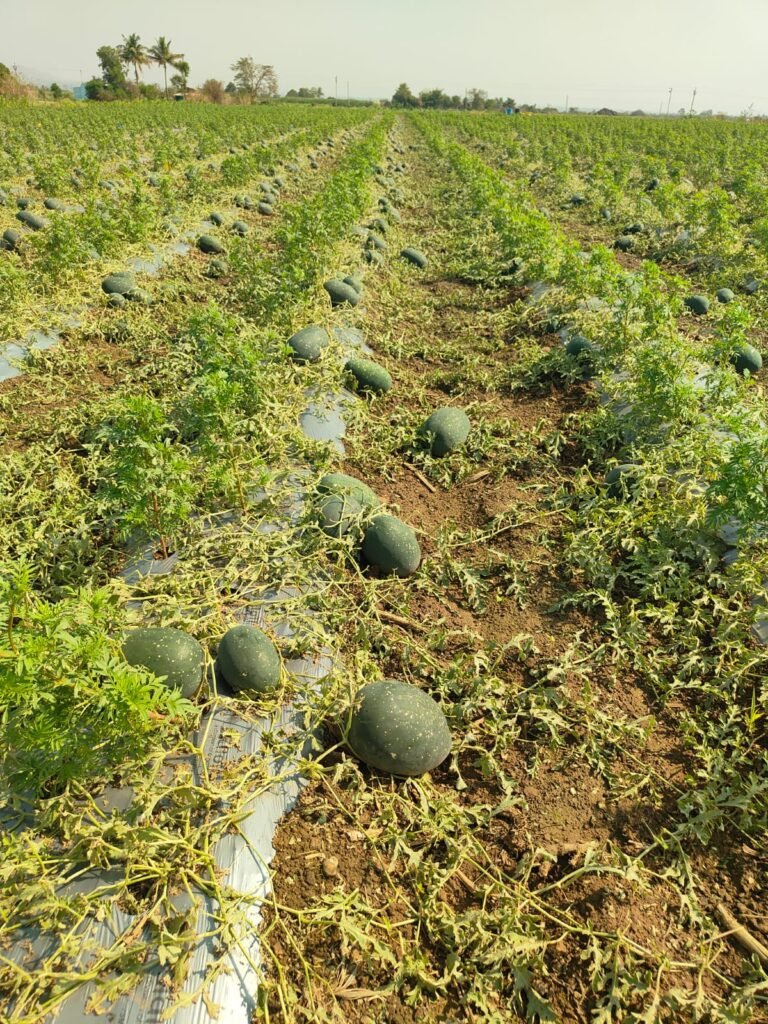 अवकाळीने हिरावला बळीराजाच्या तोंडचा घास;लाखणगावात तीन एकर कलिंगडाची बाग उध्वस्त !! img 20260407 wa0374