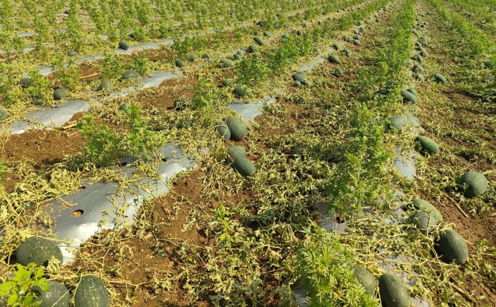 अवकाळीने हिरावला बळीराजाच्या तोंडचा घास;लाखणगावात तीन एकर कलिंगडाची बाग उध्वस्त !! img 20260407 wa0387