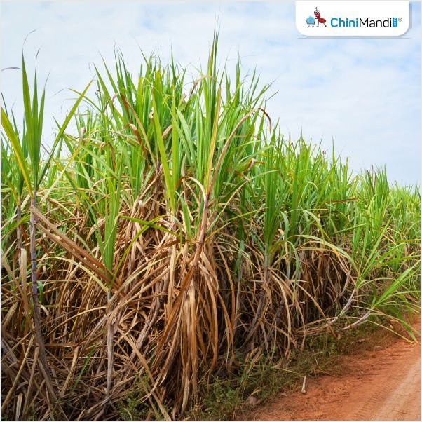 राज्यात साखर उत्पादन १० लाख टनांनी घटणार; उत्पादन १०० लाख टनांवर स्थिरावण्याची शक्यता !! sugarcane 7