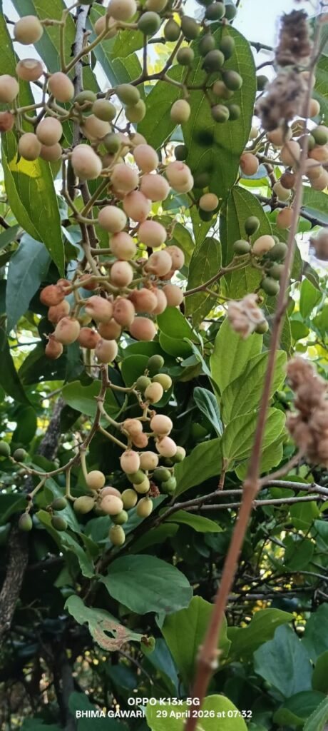 आंबेगाव तालुक्याच्या पश्चिम पट्टयात डोंगराच्या काळया मैनेची आणि तोरणा फळांची रेलचेल झालीय सुरू !! 1009545855