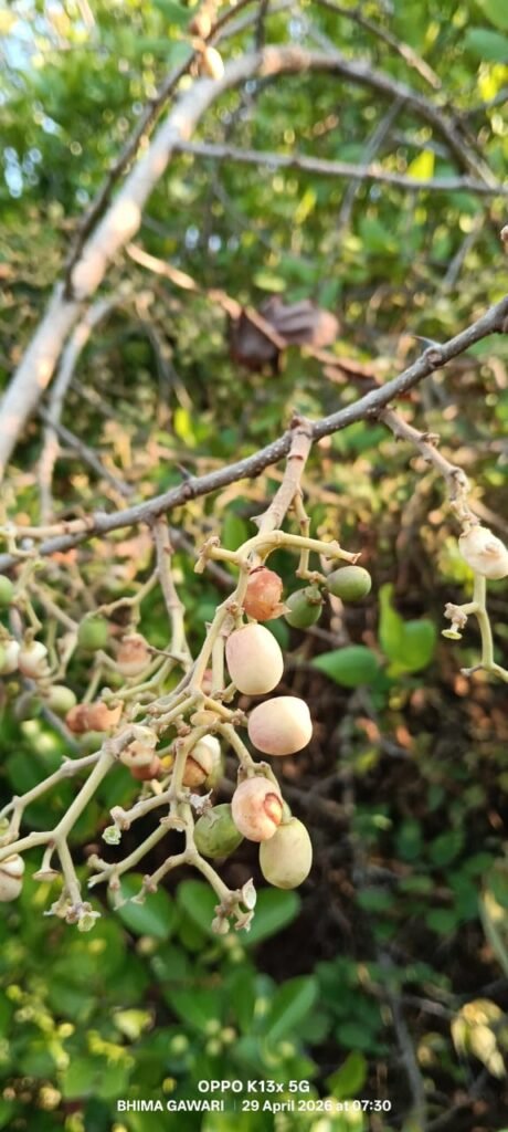 आंबेगाव तालुक्याच्या पश्चिम पट्टयात डोंगराच्या काळया मैनेची आणि तोरणा फळांची रेलचेल झालीय सुरू !! 1009545858