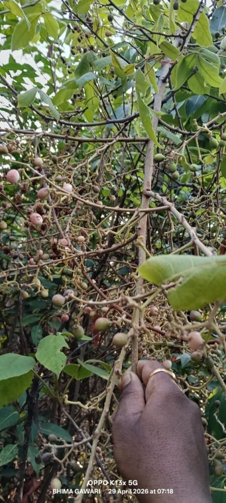 आंबेगाव तालुक्याच्या पश्चिम पट्टयात डोंगराच्या काळया मैनेची आणि तोरणा फळांची रेलचेल झालीय सुरू !! 1009545859