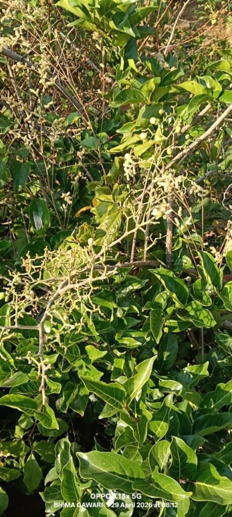आंबेगाव तालुक्याच्या पश्चिम पट्टयात डोंगराच्या काळया मैनेची आणि तोरणा फळांची रेलचेल झालीय सुरू !! 1009545860