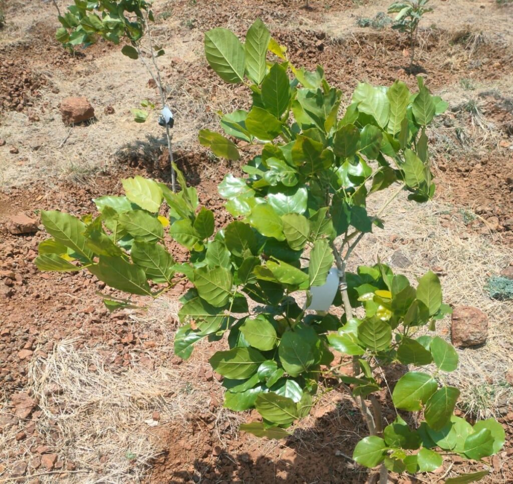 लोकसहभागातून फुलवली वनराई; आंबेगाव तालुक्यातील लोणी ग्रामस्थांचा आदर्श उपक्रम !! img 20260510 wa0037