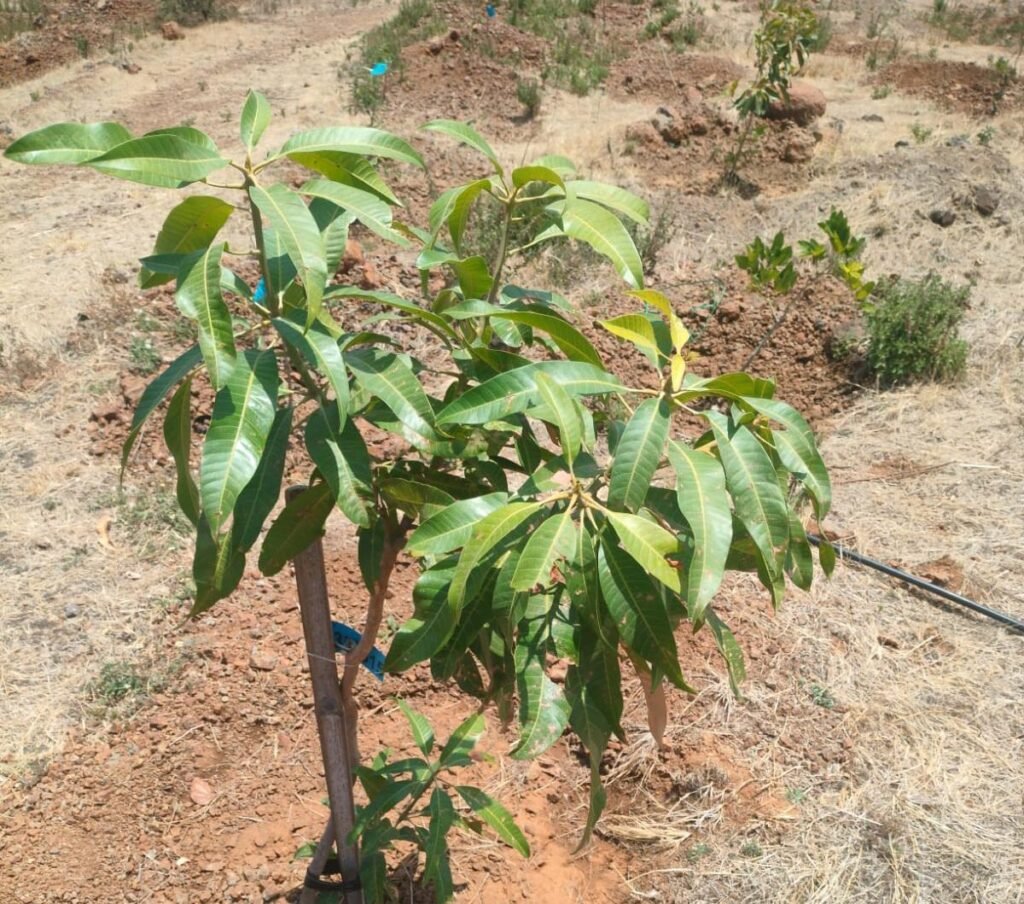 लोकसहभागातून फुलवली वनराई; आंबेगाव तालुक्यातील लोणी ग्रामस्थांचा आदर्श उपक्रम !! img 20260510 wa0038