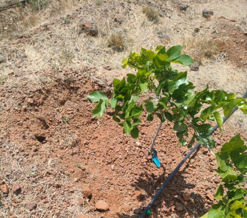 लोकसहभागातून फुलवली वनराई; आंबेगाव तालुक्यातील लोणी ग्रामस्थांचा आदर्श उपक्रम !! img 20260510 wa0043