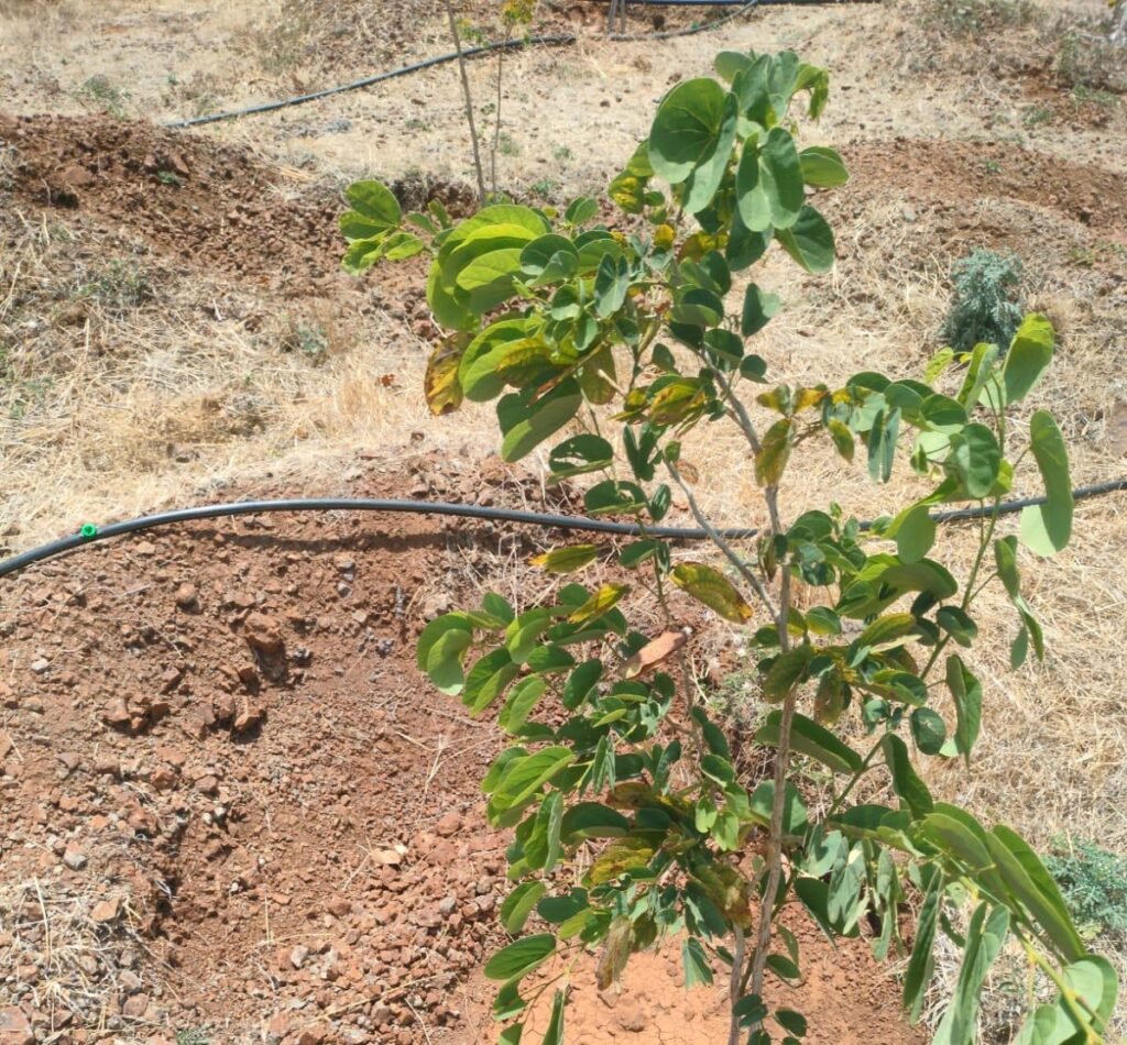 लोकसहभागातून फुलवली वनराई; आंबेगाव तालुक्यातील लोणी ग्रामस्थांचा आदर्श उपक्रम !! img 20260510 wa0044