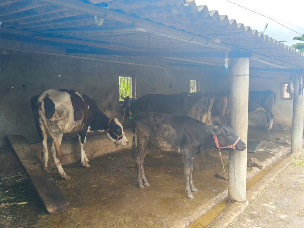 ढोबळेवाडी (जारकरवाडी) येथे भरवस्तीत बिबट्याचा कालवडीवर हल्ला !! 1010320159