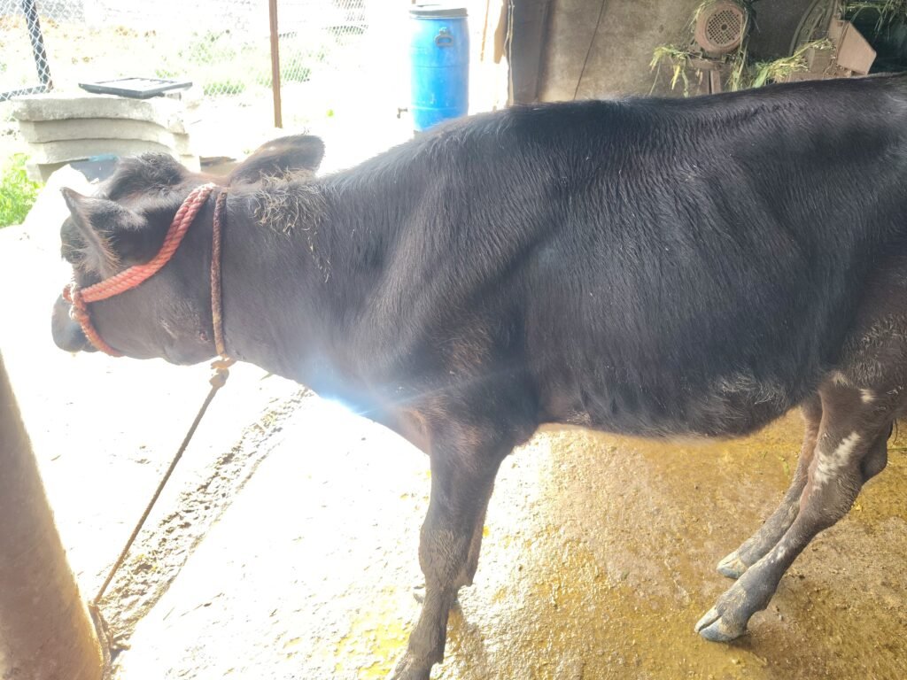 ढोबळेवाडी (जारकरवाडी) येथे भरवस्तीत बिबट्याचा कालवडीवर हल्ला !! 1010320275