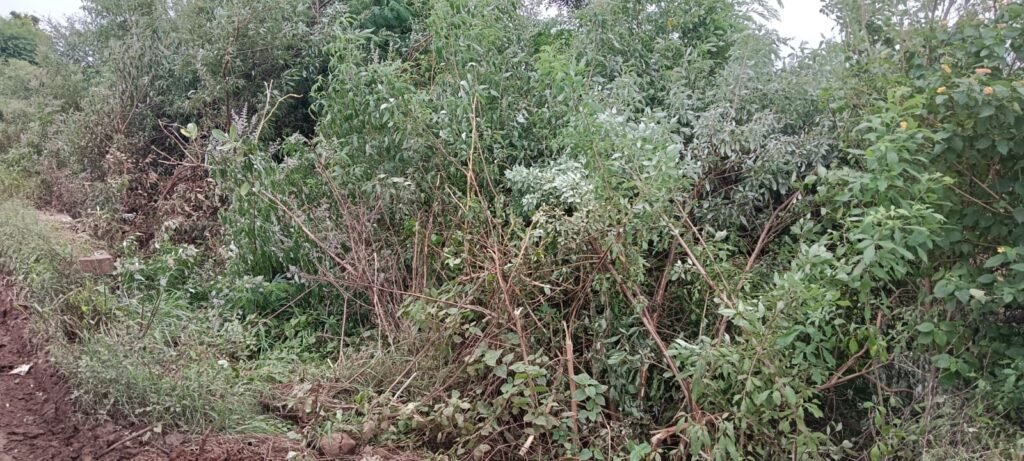 जारकरवाडी फाटा–लोणी (धामणी) रस्त्यालगतची झाडे-झुडपे अखेर हटवली; मात्र खड्ड्यांचे साम्राज्य कायम !! 1010337320