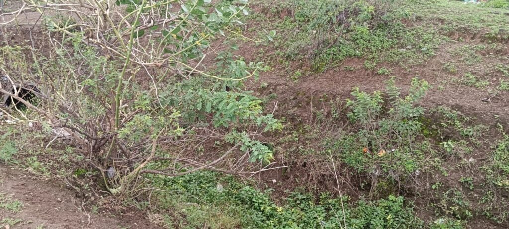 डिंभे धरणाच्या उजव्या कालव्याच्या वितरिका झाडांच्या गर्दीत झाल्या गायब!! 1010345535