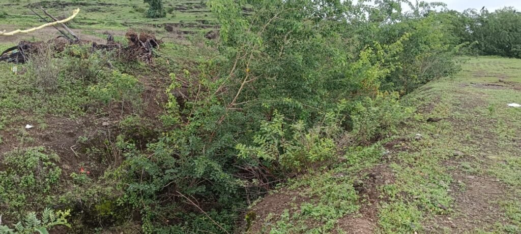 डिंभे धरणाच्या उजव्या कालव्याच्या वितरिका झाडांच्या गर्दीत झाल्या गायब!! 1010345536