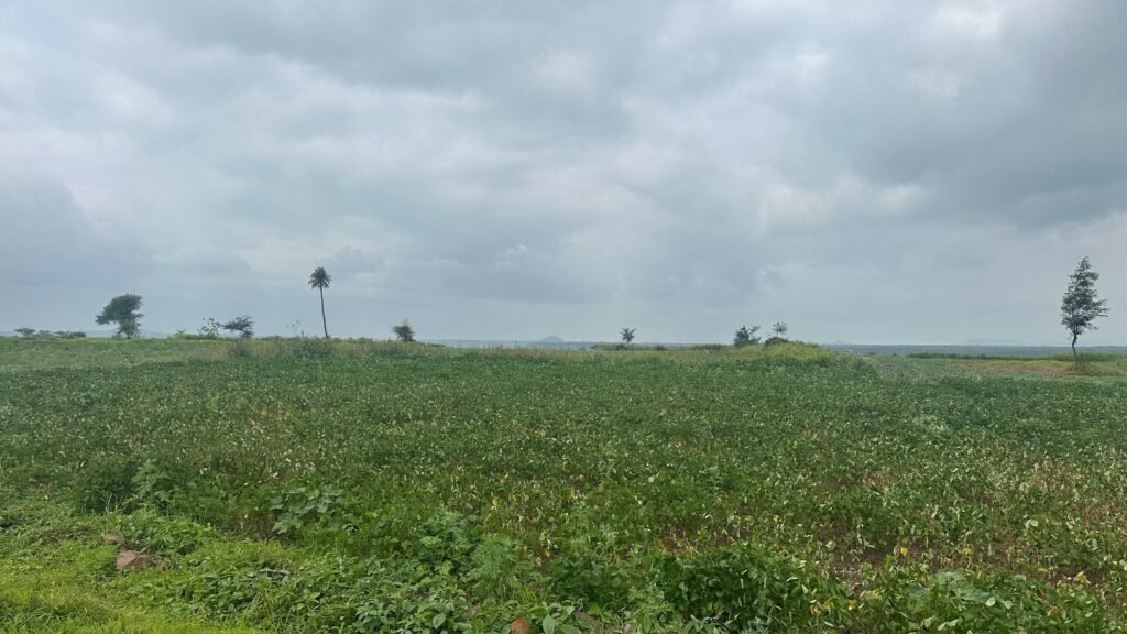 पावसाने ओढ दिल्याने शिरदाळे परिसरात खरीप हंगाम धोक्यात ; सोयाबीन सह इतर पिके पावसाअभावी वाळली !! 1010851681