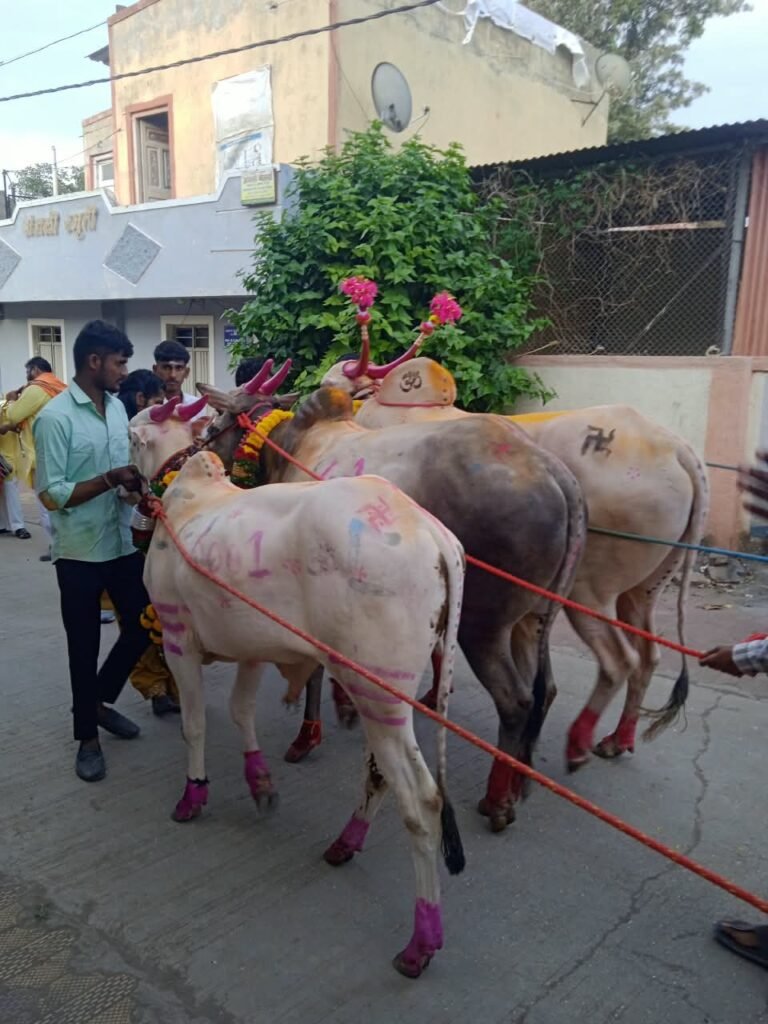 काठापूर बुद्रुकमध्ये श्रावणी बैलपोळ्याचा उत्साह ; बैलांची गावातून मिरवणूक; महिलांकडून औक्षण करून पुरणपोळीचा नैवेद्य !! 1010907326