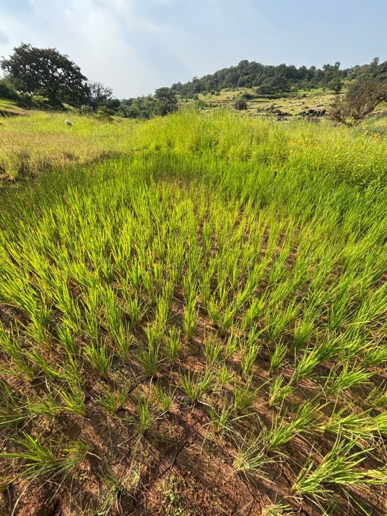 आदिवासी भागात सरसकट पंचनामे करून नुकसानभरपाई द्या ; भात पिके पावसाअभावी उन्हाने जळून गेली; शेतकऱ्यांना दुष्काळी सवलती देण्याची मागणी 1011231470
