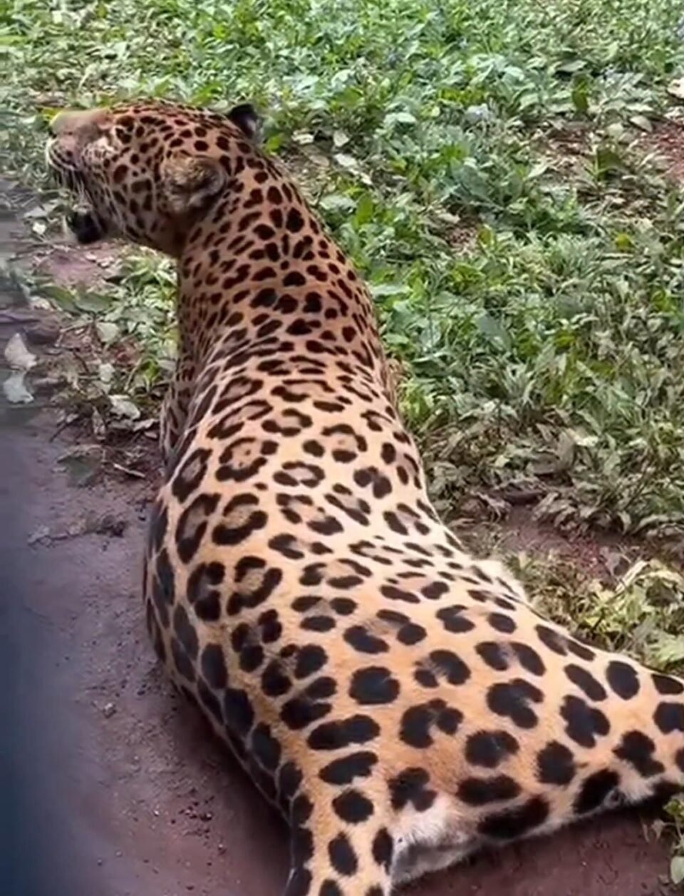 1011233703