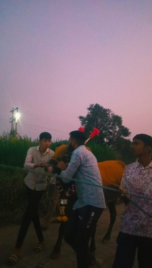 दुष्काळाच्या सावटाखाली बैलपोळा सण साधेपणाने साजरा ; आंबेगाव तालुक्याच्या पूर्व भागात बळीराजाची आर्थिक कोंडी; लोणी, धामणीसह अनेक गावांत बैलांची साधेपणाने मिरवणूक !! 1011260167