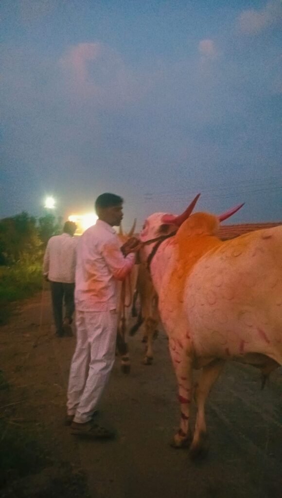 दुष्काळाच्या सावटाखाली बैलपोळा सण साधेपणाने साजरा ; आंबेगाव तालुक्याच्या पूर्व भागात बळीराजाची आर्थिक कोंडी; लोणी, धामणीसह अनेक गावांत बैलांची साधेपणाने मिरवणूक !! 1011260172