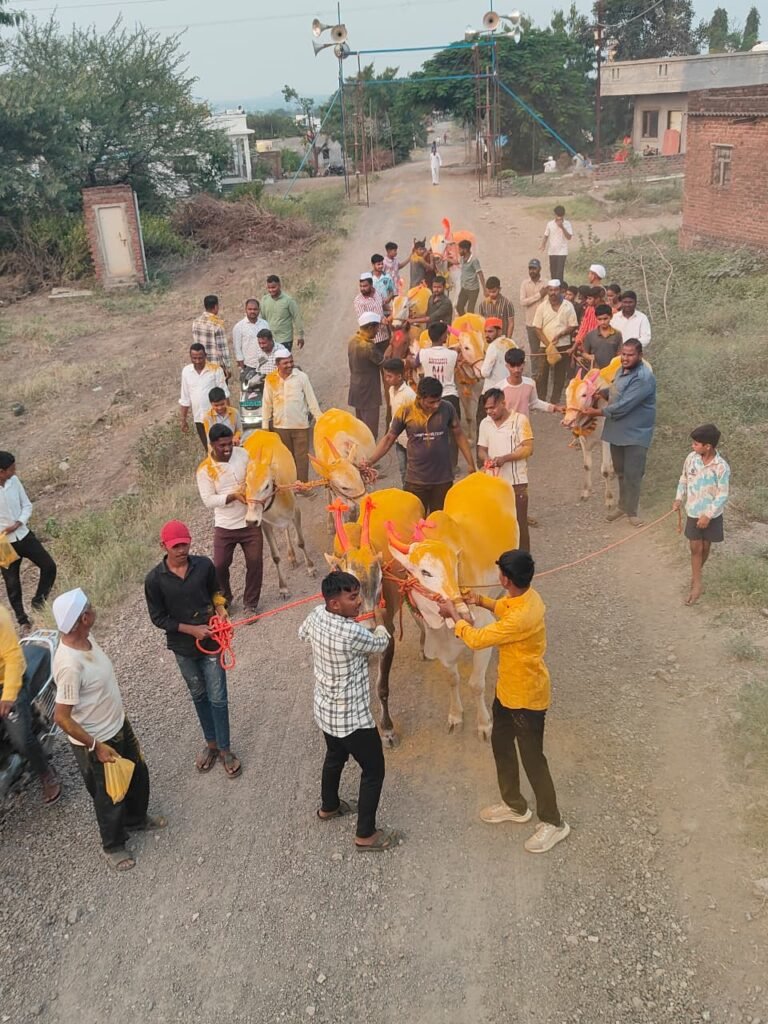 दुष्काळाच्या सावटाखाली बैलपोळा सण साधेपणाने साजरा ; आंबेगाव तालुक्याच्या पूर्व भागात बळीराजाची आर्थिक कोंडी; लोणी, धामणीसह अनेक गावांत बैलांची साधेपणाने मिरवणूक !! 1011260922
