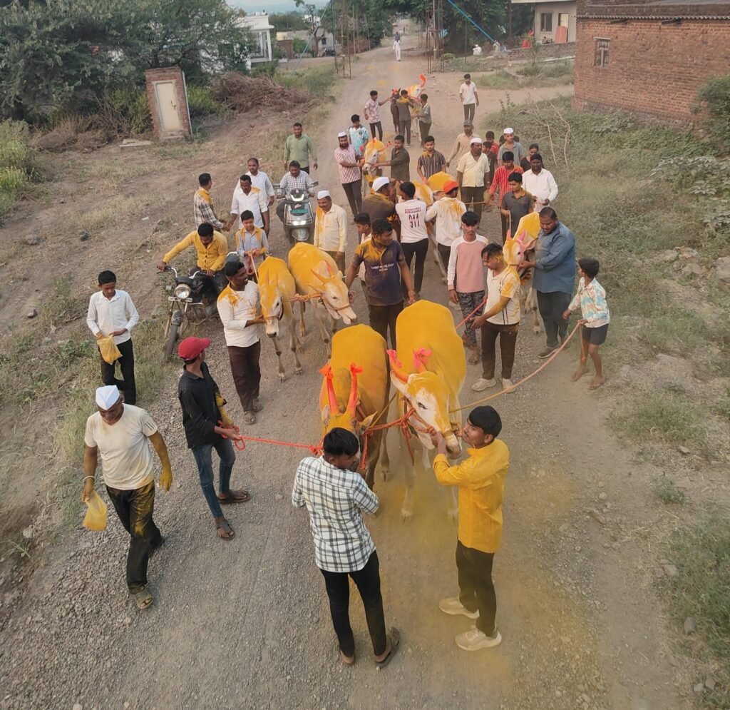 दुष्काळाच्या सावटाखाली बैलपोळा सण साधेपणाने साजरा ; आंबेगाव तालुक्याच्या पूर्व भागात बळीराजाची आर्थिक कोंडी; लोणी, धामणीसह अनेक गावांत बैलांची साधेपणाने मिरवणूक !! 1011261005
