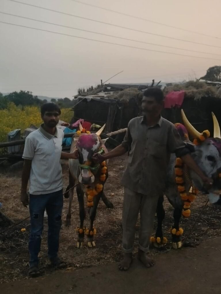 जांभोरी येथे पारंपरिक पद्धतीने बैलपोळा सण उत्साहात साजरा ; ढोल-ताशा आणि बँजोच्या तालावर बैलांची मिरवणूक !! 1011270716