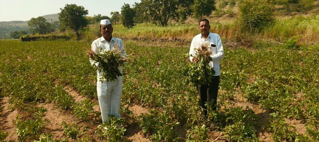 बळीराजाची संकटे काही संपेनात ; लाखो रुपये खर्च करून बटाटे लावले ; बटाटा पिकावर फिरवला रोटर !! 1011340231